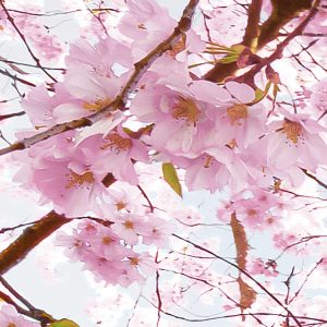 Bloom