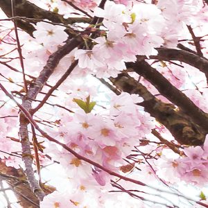 Bloom