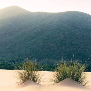 Vivid Dunes
