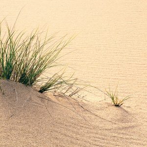 Vivid Dunes