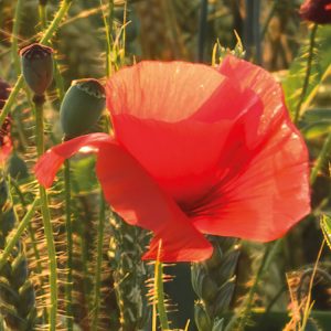 Poppy World I