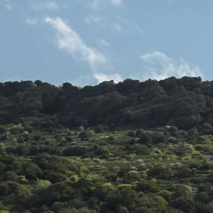 Kuhparadies