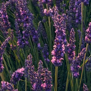 Lavender Dream
