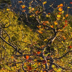 Norwegische Herbstwelten