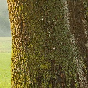 The Magic Tree