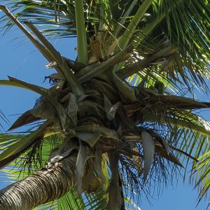 Cast Away Jungle