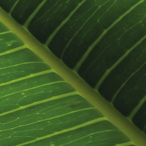 Cast Away Jungle