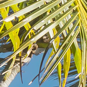 Coconut Heaven