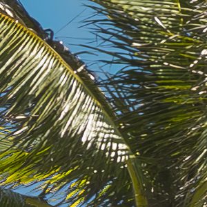 Coconut Heaven