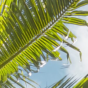 Coconut Heaven