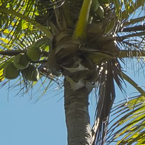 Coconut Heaven