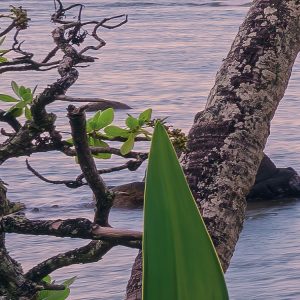 Hawaiian Dreams