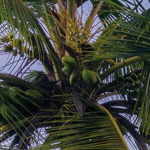 Hawaiian Dreams
