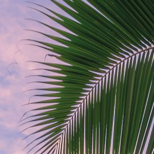 Hawaiian Dreams