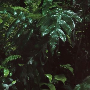 Secret Veil