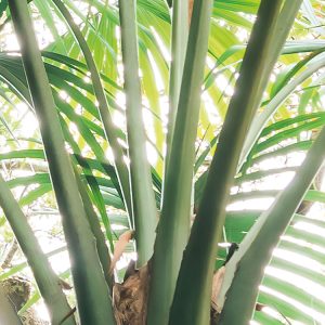 Touch the Jungle
