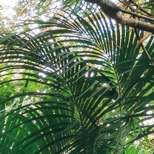 Touch the Jungle