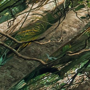Touch the Jungle