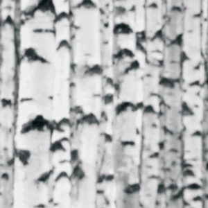 Woods