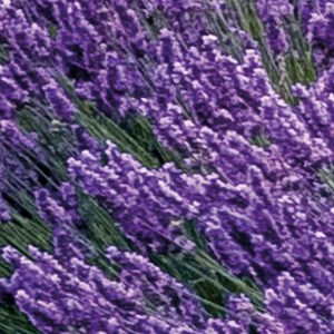 Provence