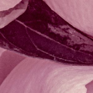 Peonies
