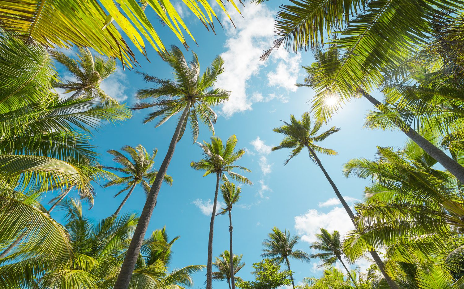 Coconut Heaven