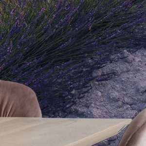Lavender Dream