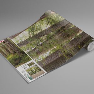 Redwood Trail