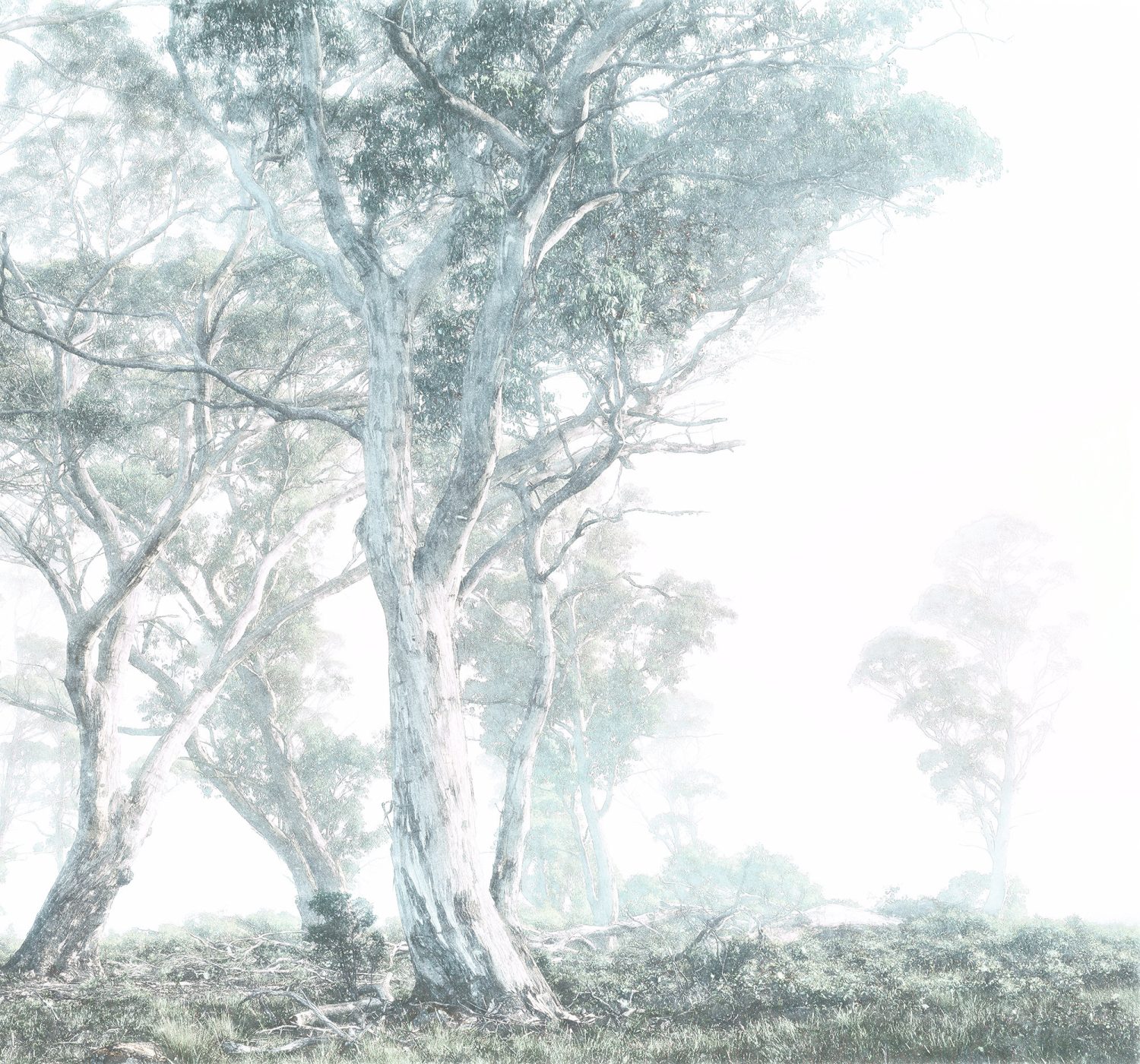 Magic Trees