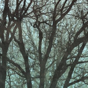 Whispering Woods