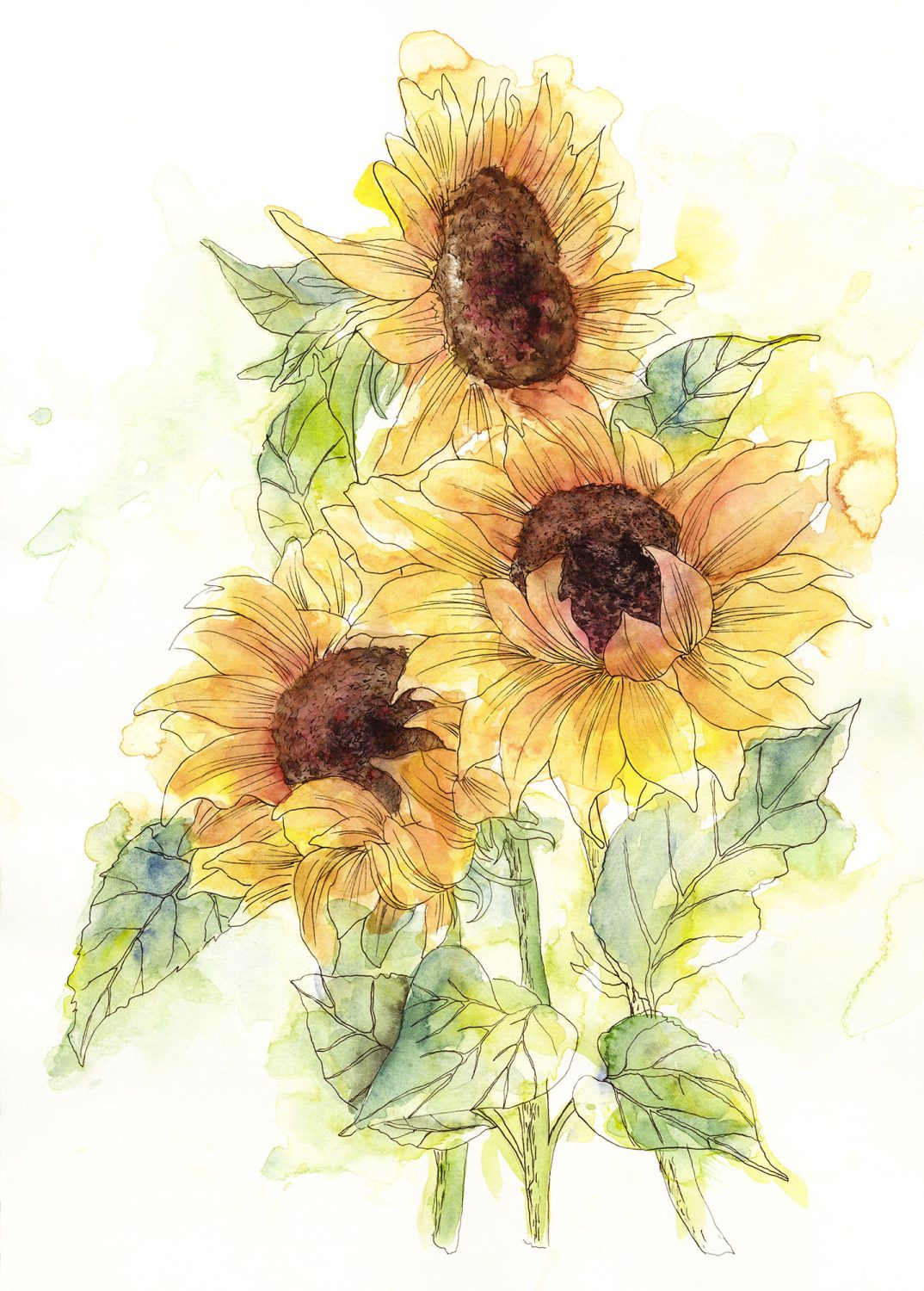 Girasol