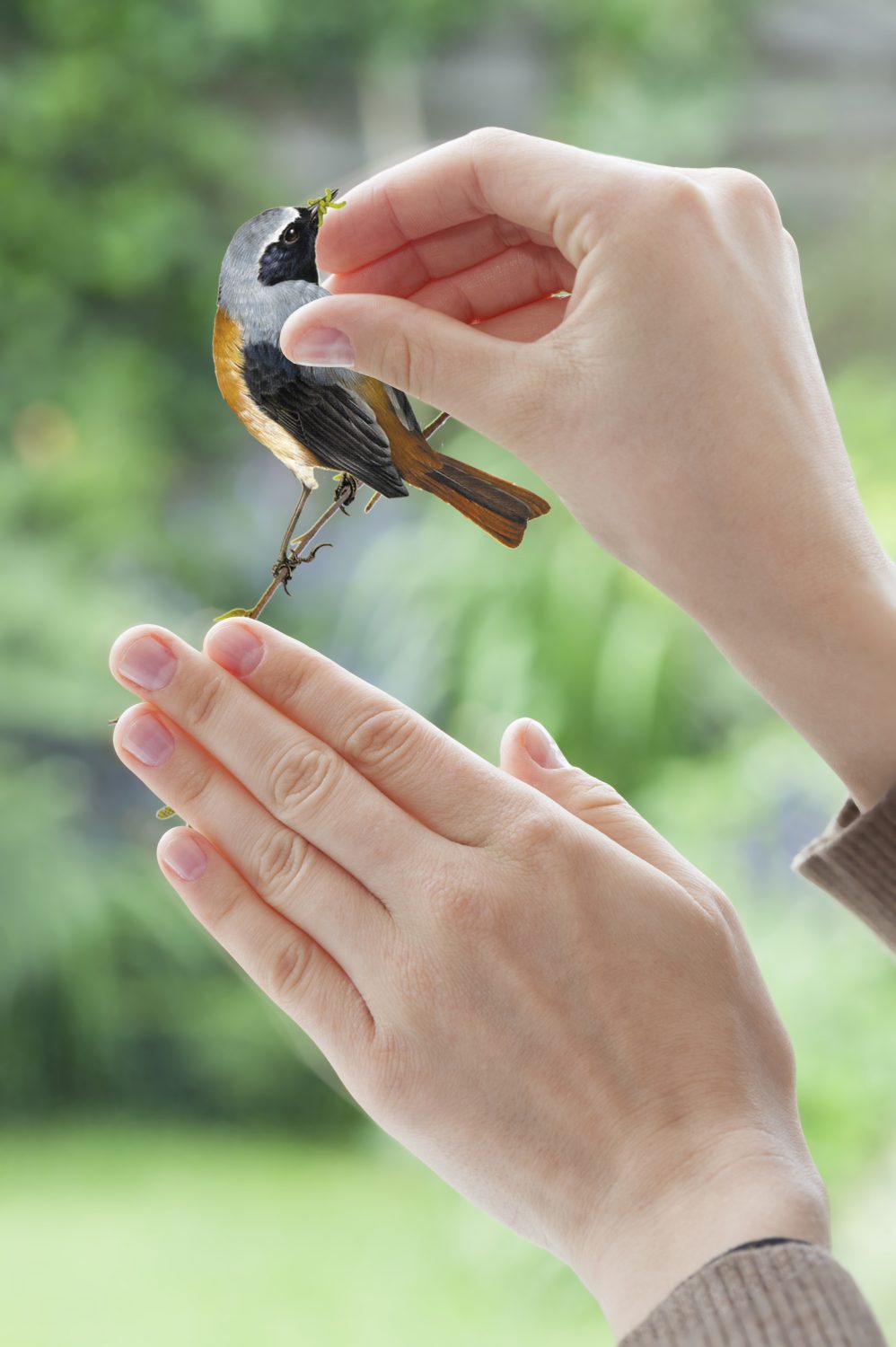 Birds