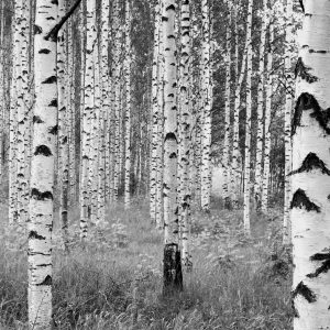 Woods