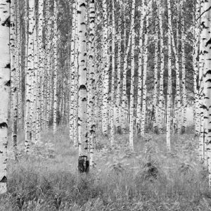 Woods