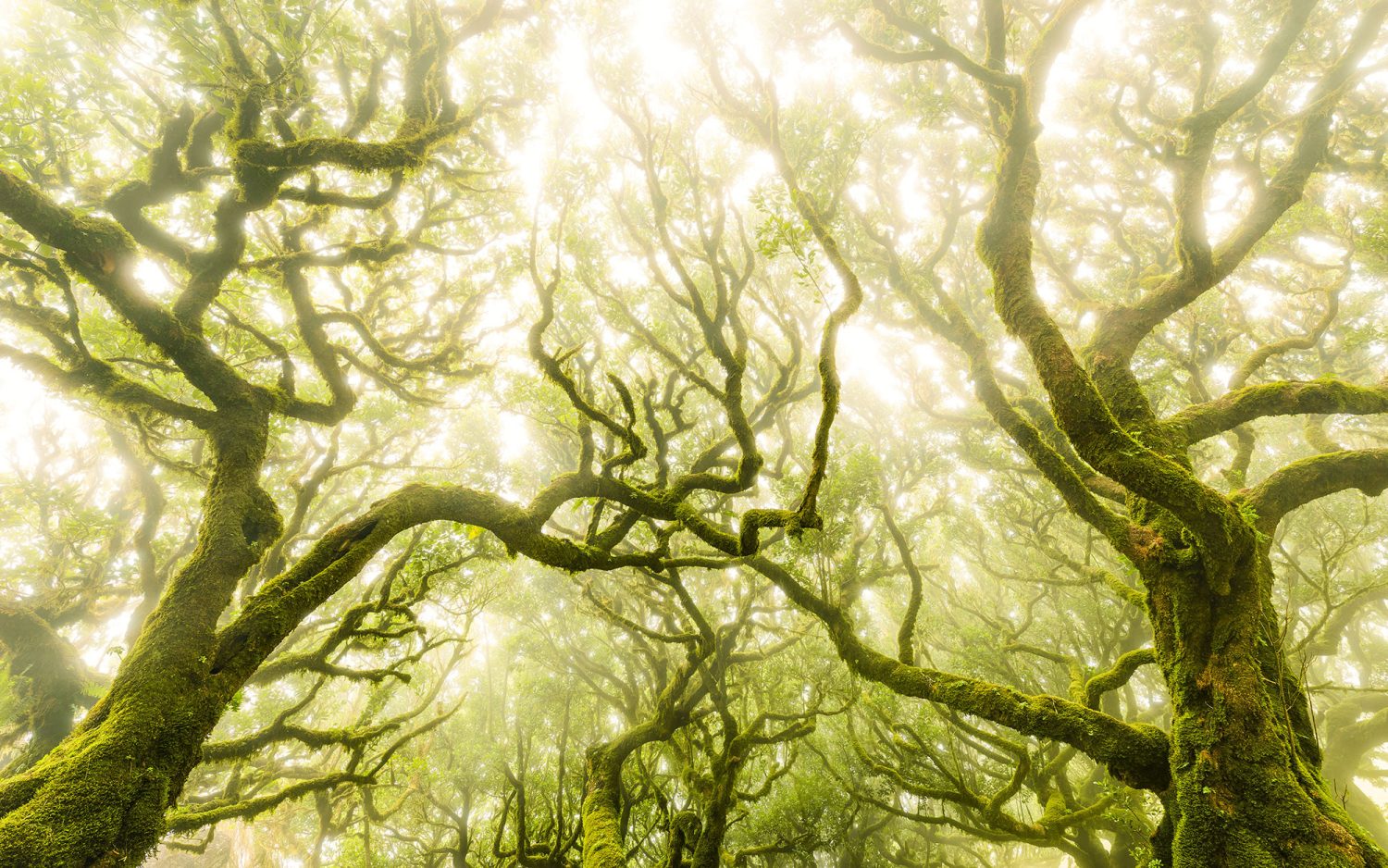 Green Fire