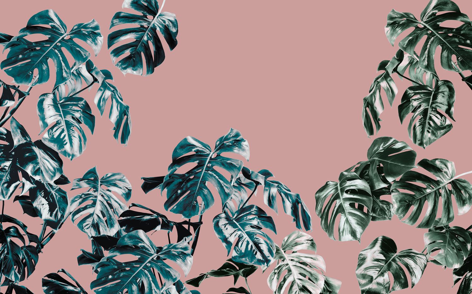 Monstera Rose