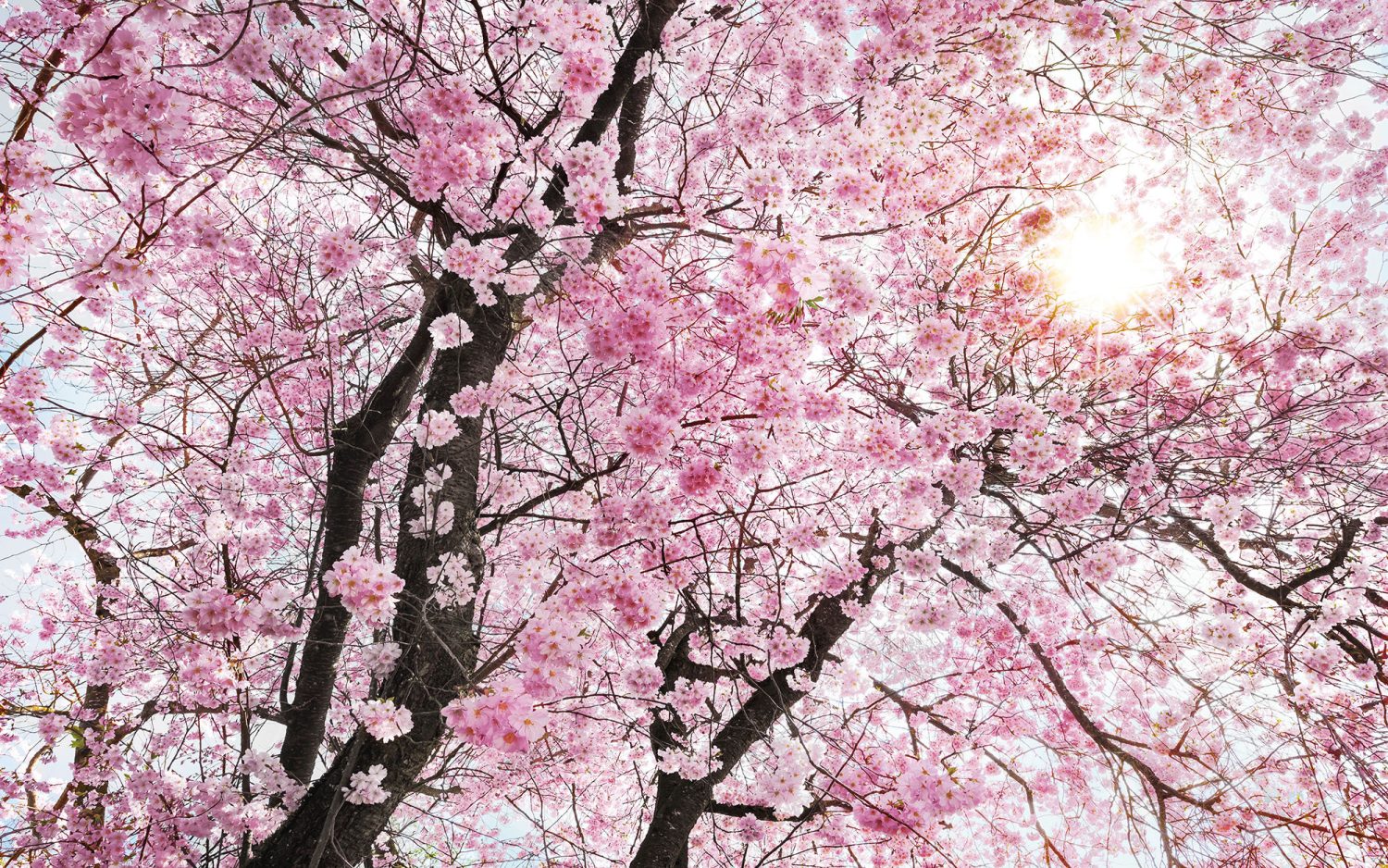 Bloom