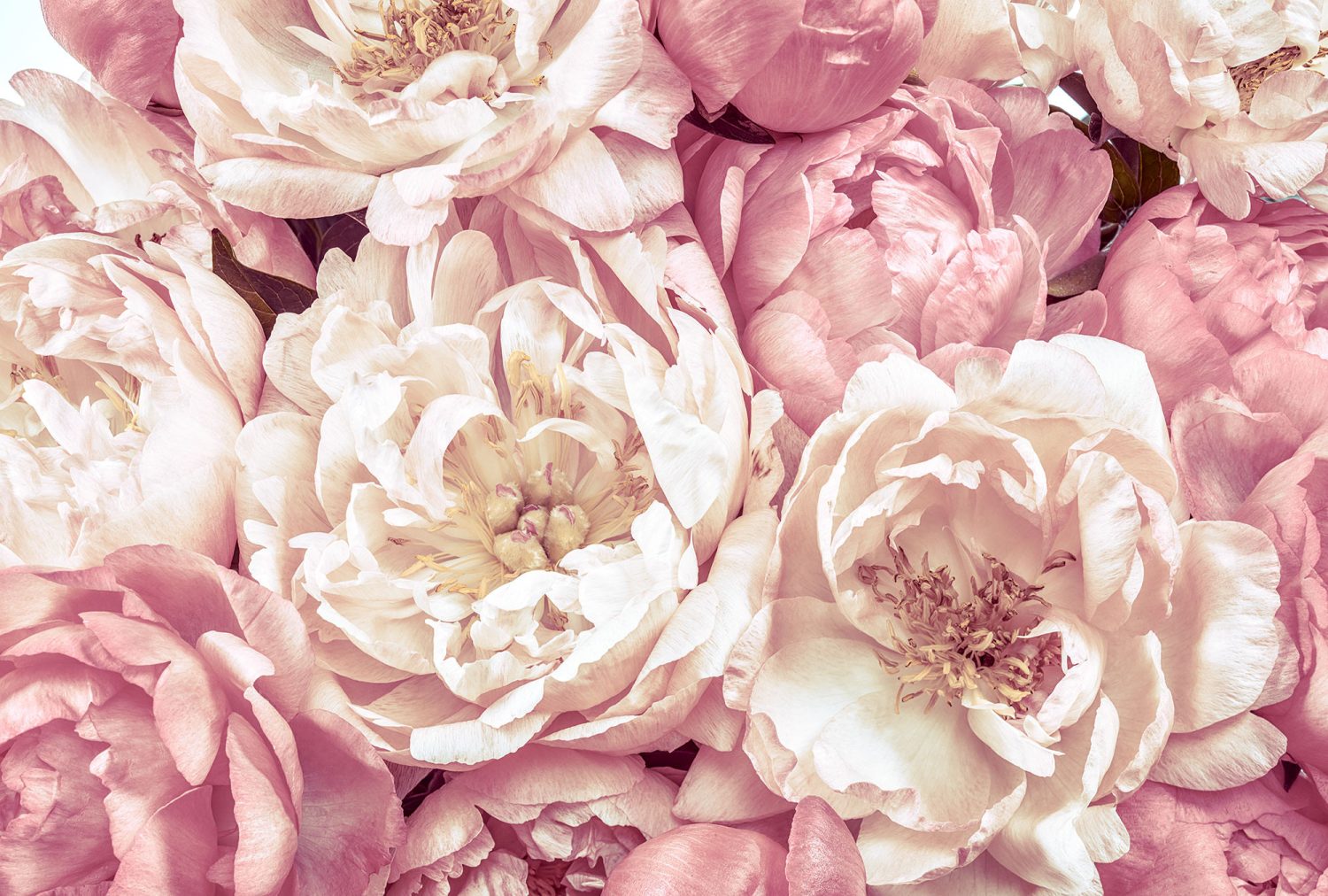 Peonies
