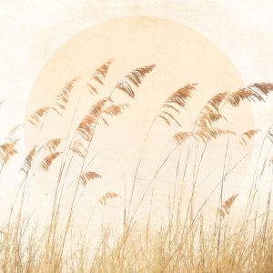 Dune Grass