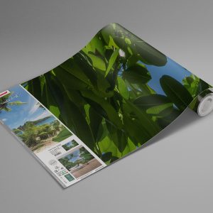 Cast Away Jungle