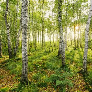 Birch Trees