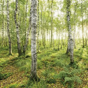 Birch Trees