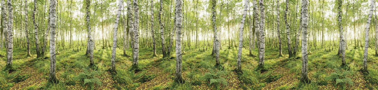 Birch Trees