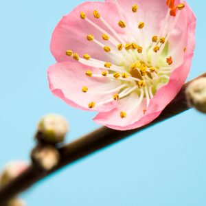 Peach Blossom