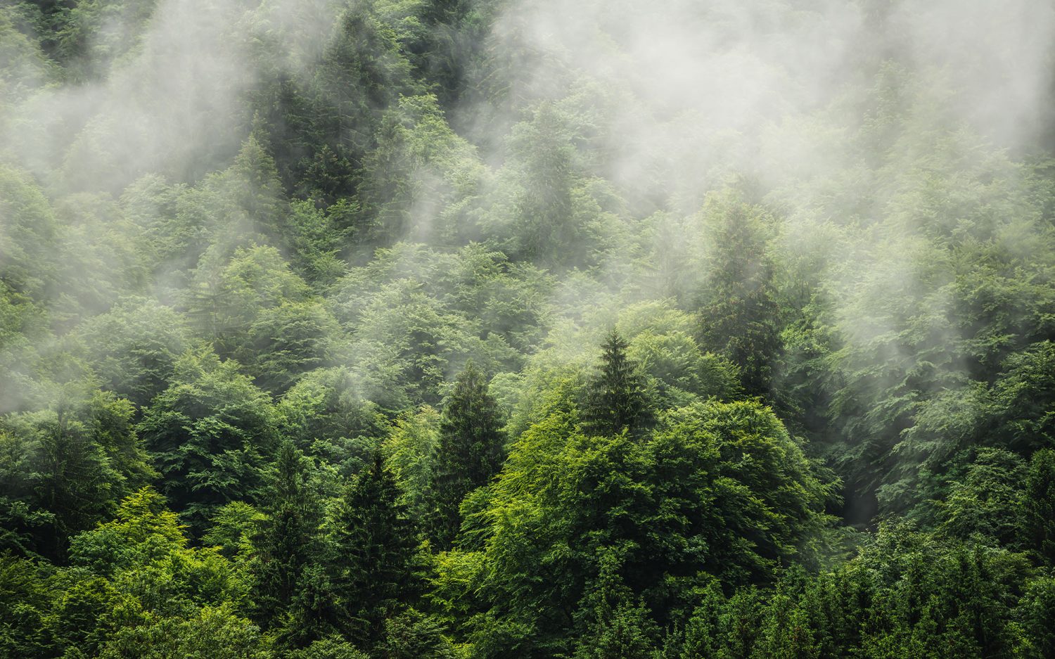 Forest Land