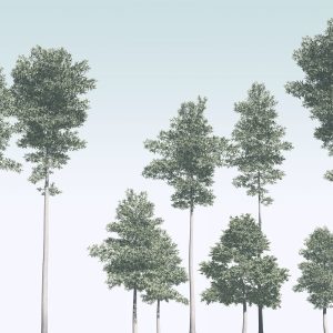 Pines