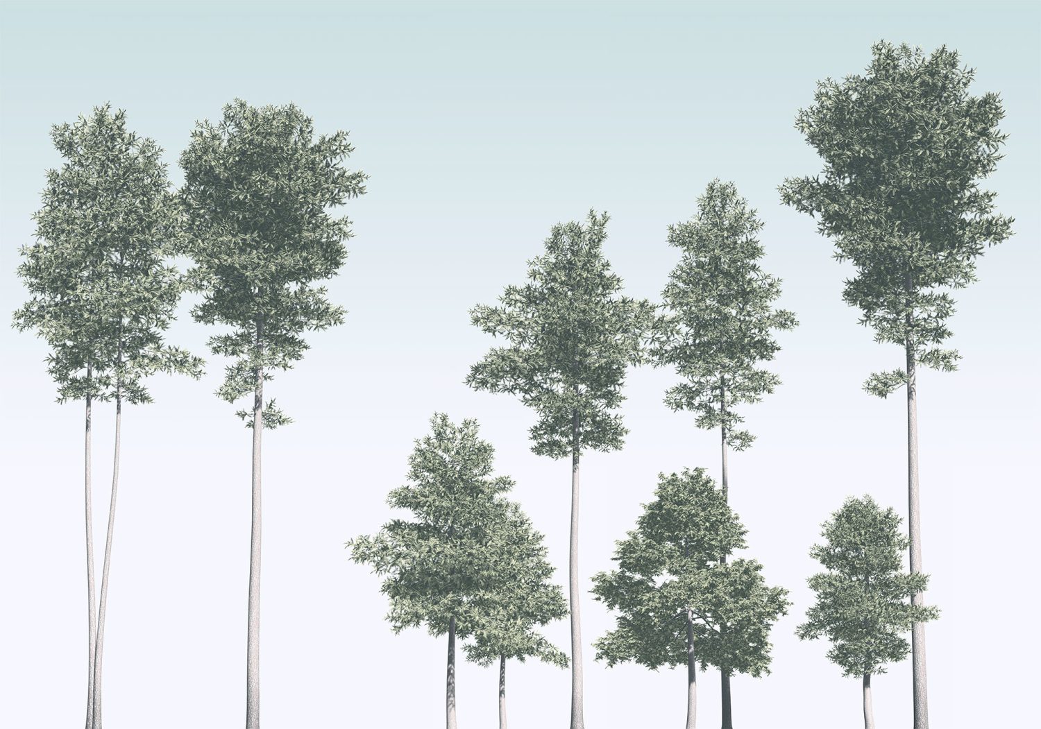 Pines