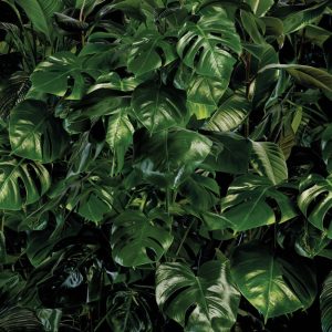 Tropical Wall