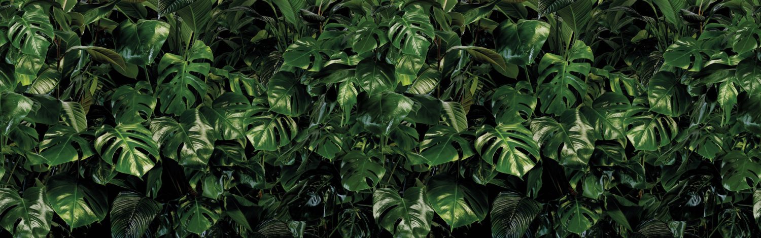 Tropical Wall