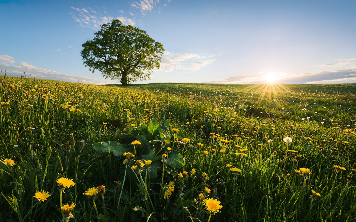 Frühling auf dem Land